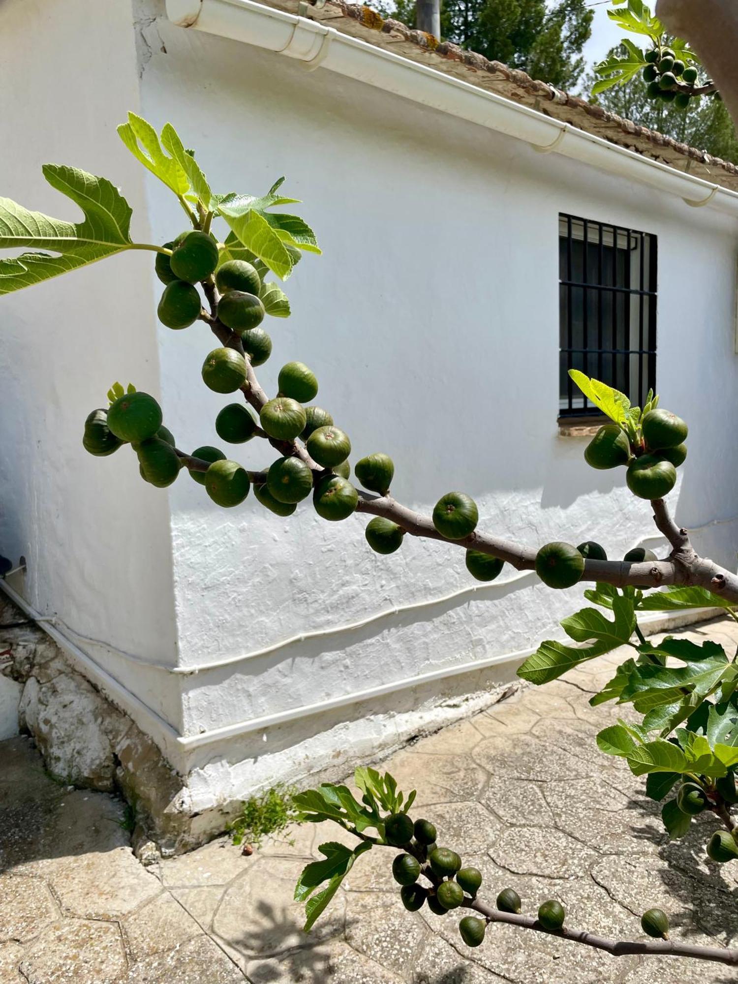 Finca El Sueno Andaluz Villanueva de la Concepción Buitenkant foto